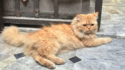 Persian male punch face 1.5 year