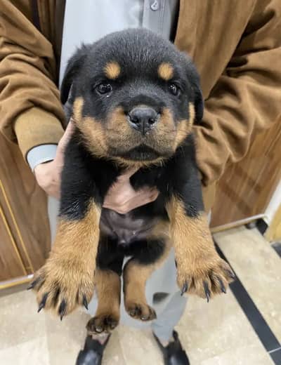 rottweiller puppy female