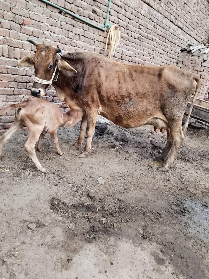 کلودودھ13     تازہ سوئی گاۓبراۓ فروخت 14کل 0