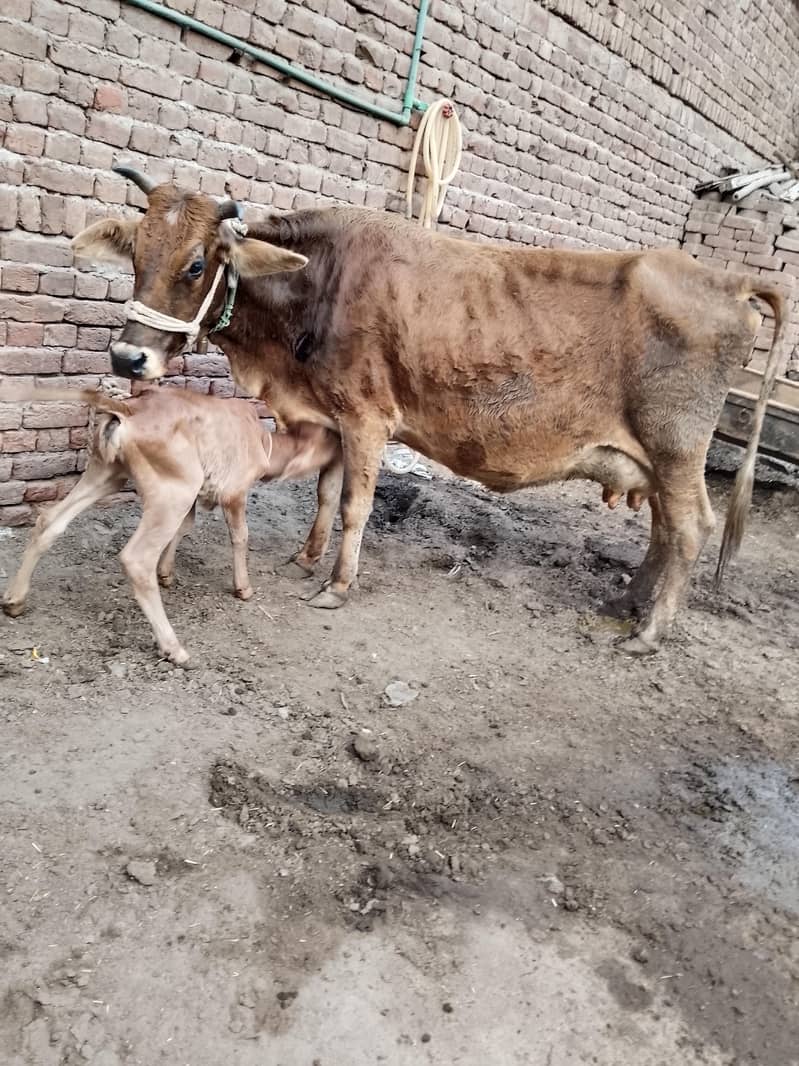 کلودودھ13     تازہ سوئی گاۓبراۓ فروخت 14کل 1