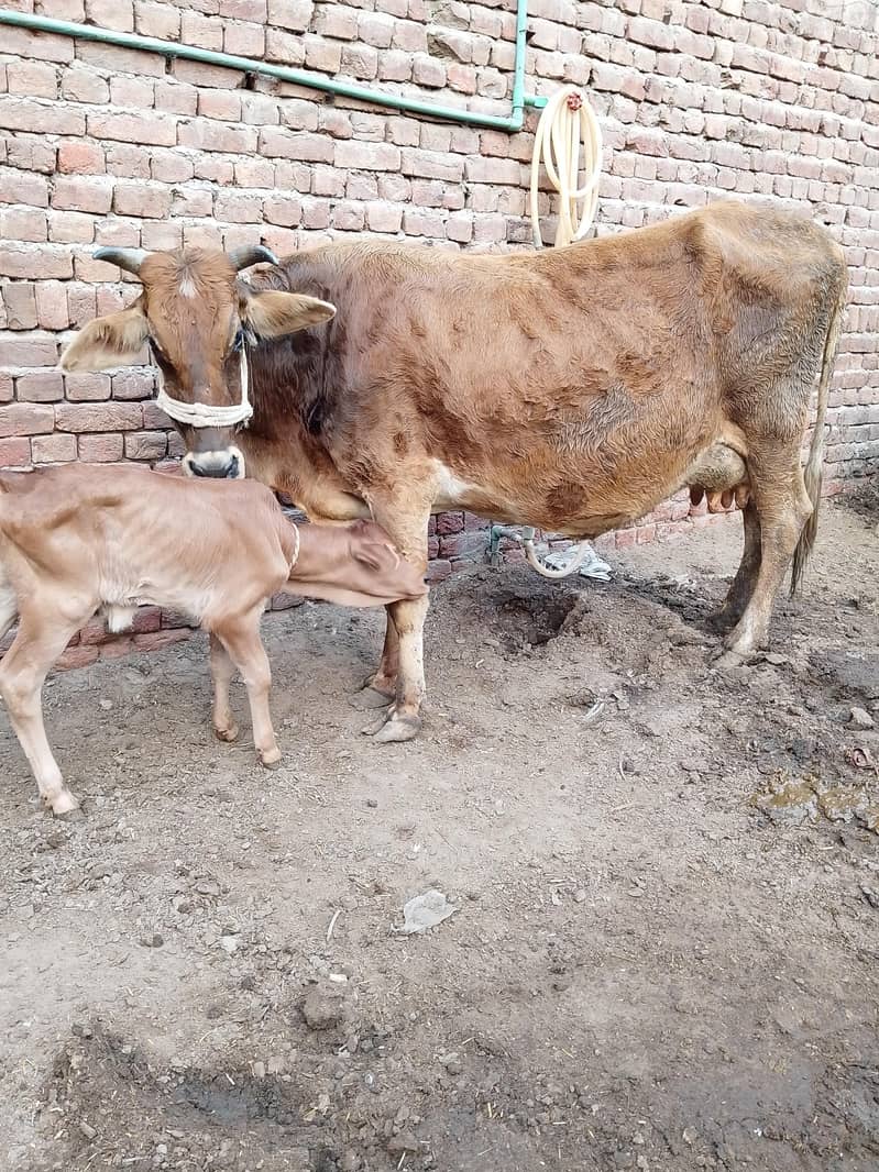 کلودودھ13     تازہ سوئی گاۓبراۓ فروخت 14کل 2