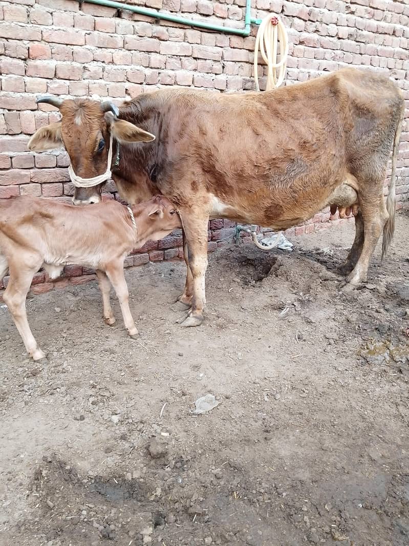 کلودودھ13     تازہ سوئی گاۓبراۓ فروخت 14کل 3