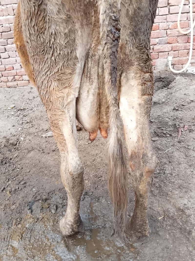 کلودودھ13     تازہ سوئی گاۓبراۓ فروخت 14کل 4