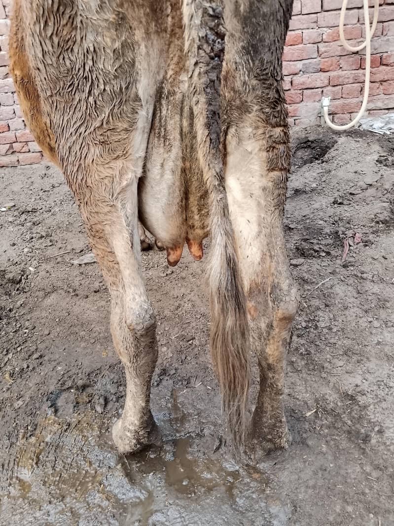 کلودودھ13     تازہ سوئی گاۓبراۓ فروخت 14کل 5