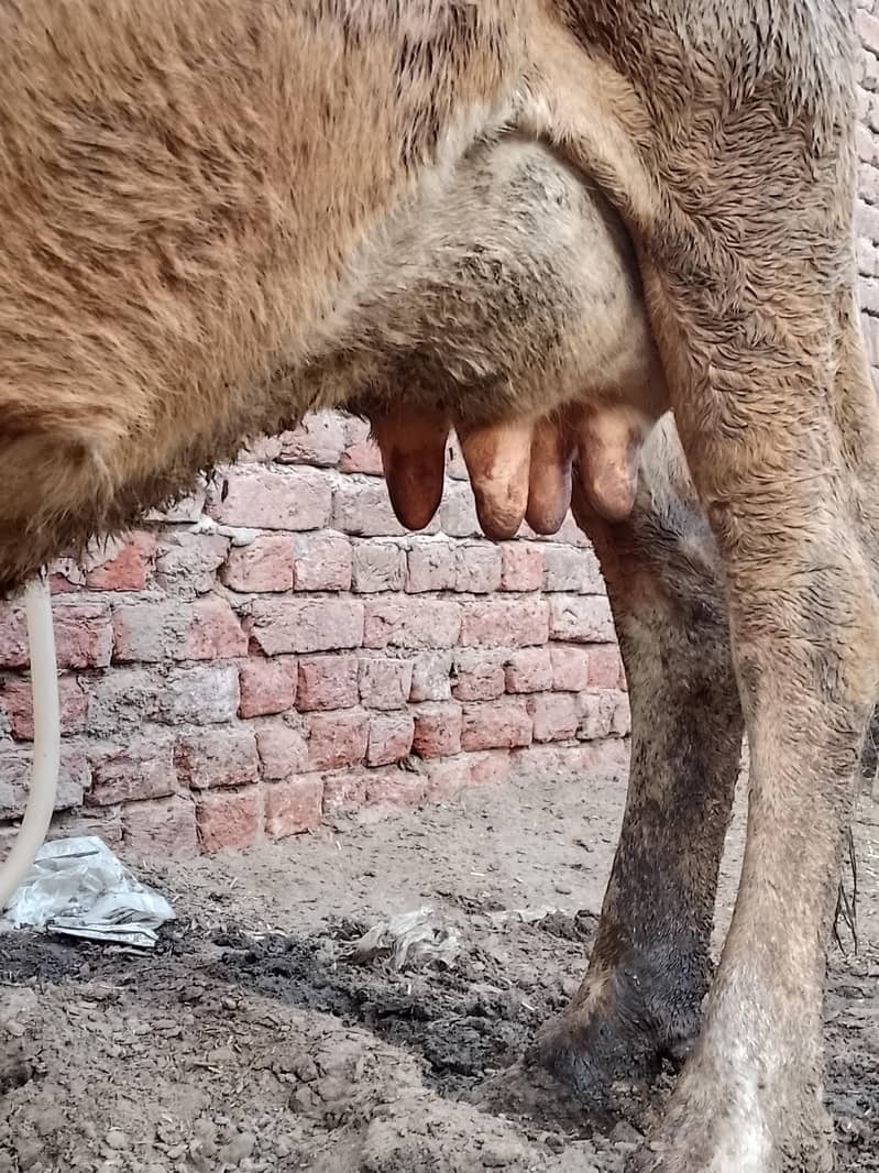 کلودودھ13     تازہ سوئی گاۓبراۓ فروخت 14کل 6