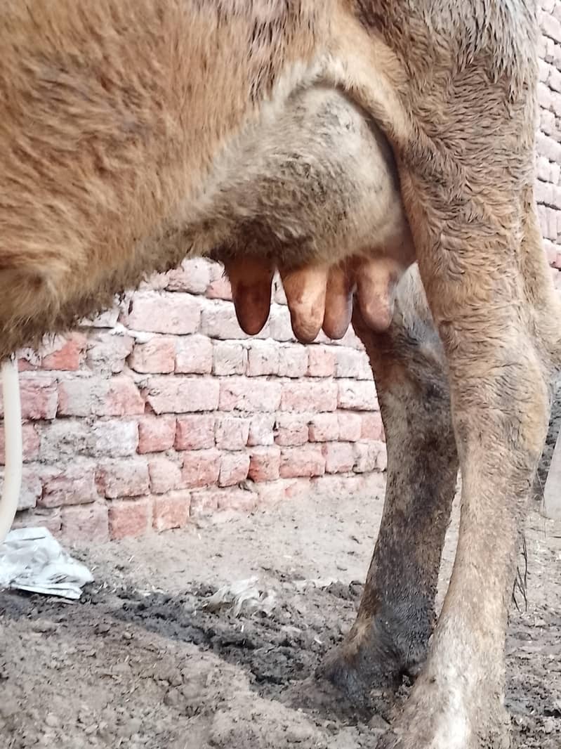 کلودودھ13     تازہ سوئی گاۓبراۓ فروخت 14کل 7