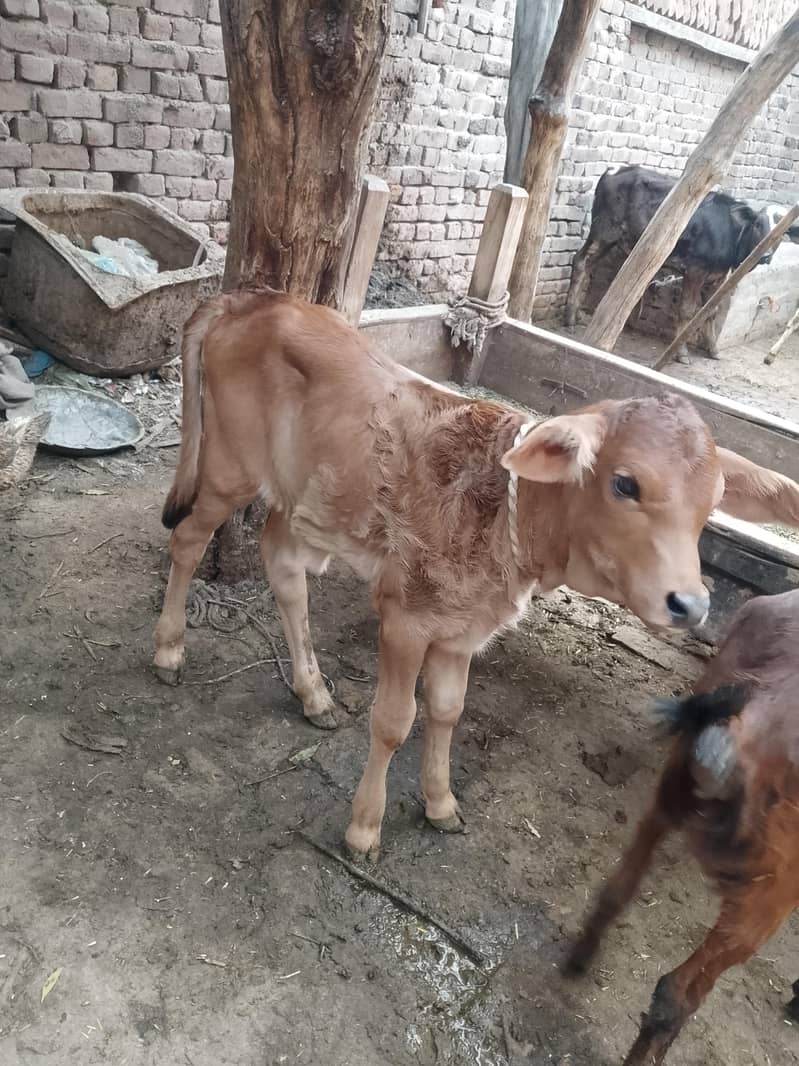 کلودودھ13     تازہ سوئی گاۓبراۓ فروخت 14کل 8