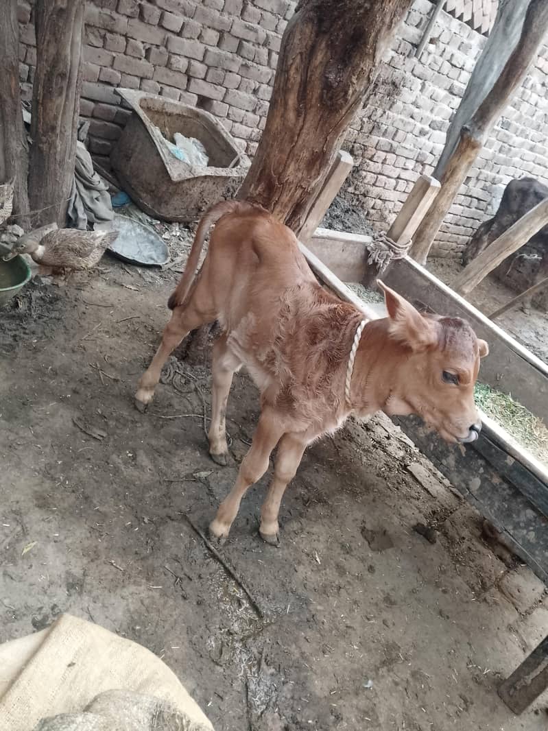 کلودودھ13     تازہ سوئی گاۓبراۓ فروخت 14کل 9