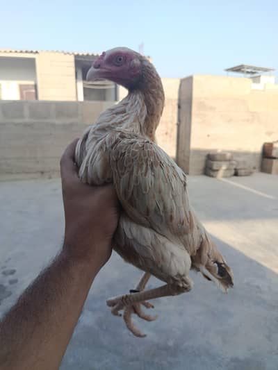 Aseel Female (Jageeri)