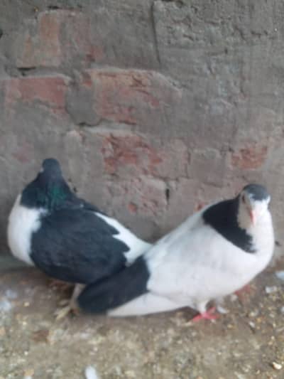 Shirazi Breeder Pair| Pair With One Baby| Breeder Pair| Low Price