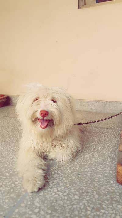 pink noze rashine poodle