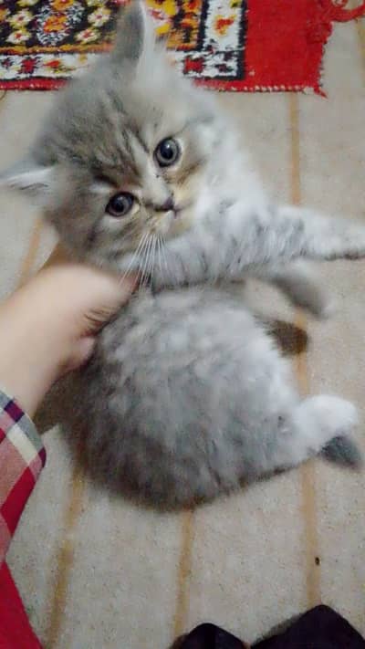 Persian triple cott kittens