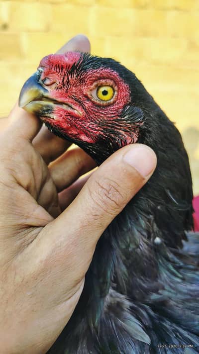 Indian parrot beak mushka black Madi hen aseel