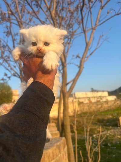 kitten avalibe extra long coated