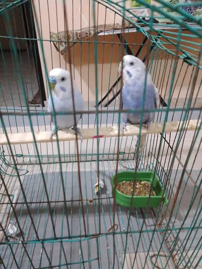 bugies piar under size