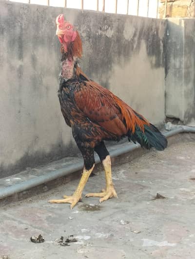 band gaddi pure aseel