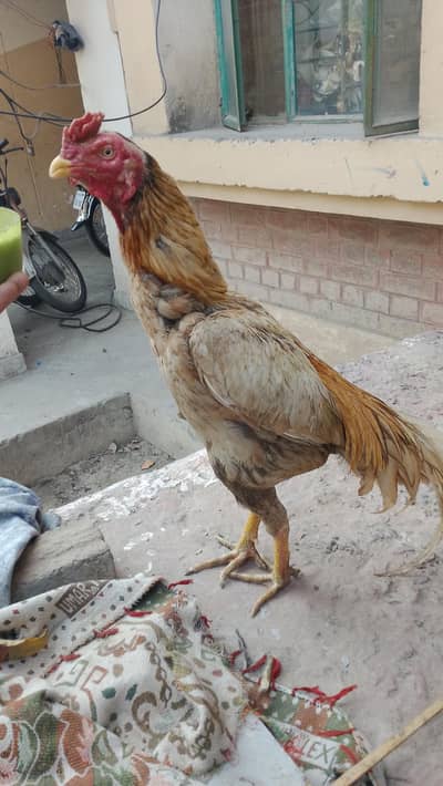 Aseel murga/aseel peela patha(03094365431)