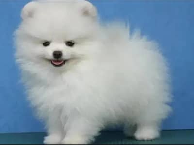 Pomeranian male 2 month age