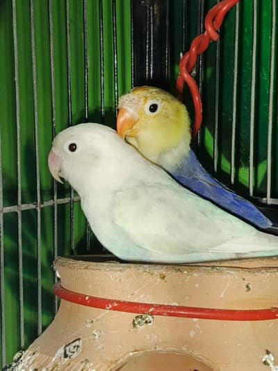 Healthy Love Bird ready to breed pair