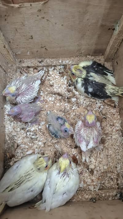 15 se 25 days cocktails chicks healthy 4 common red eyes 2 common peid