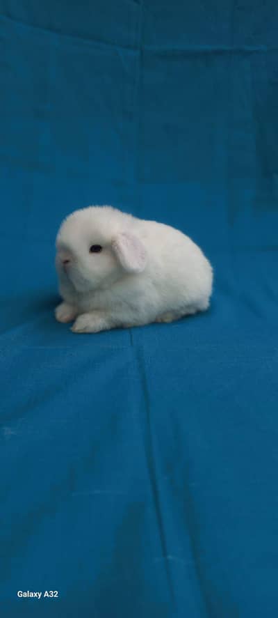 imported bunny for sale