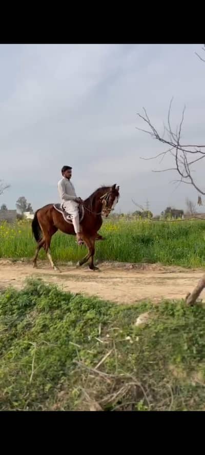 kumait wachera fole sale umer 2wak hieght 57 inch pure desi