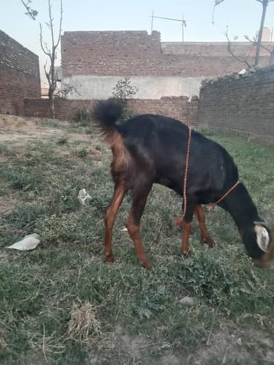beautiful goat bakri for scale
