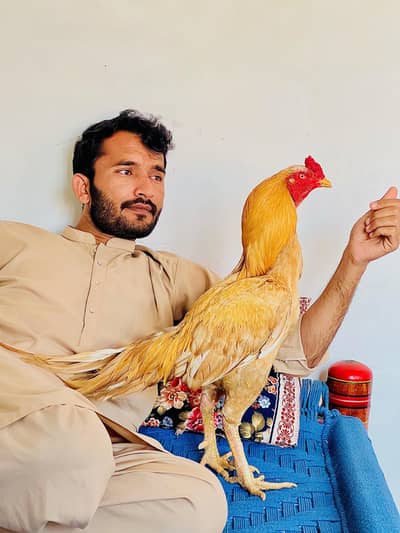 Aseel Mianwali boska breed