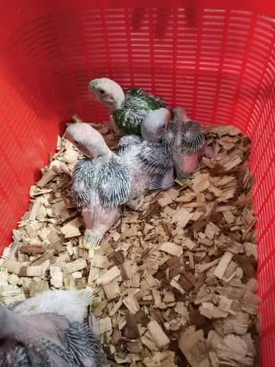 Raw And Ringneck chicks for sale