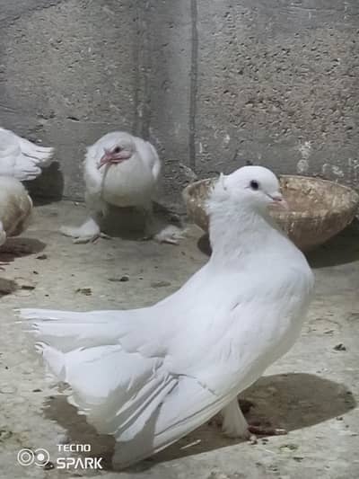 fantail pigeon laka kabootar male hai