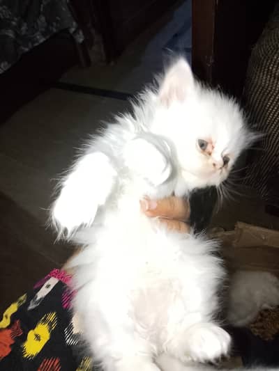 Persian kittens for urgent sale