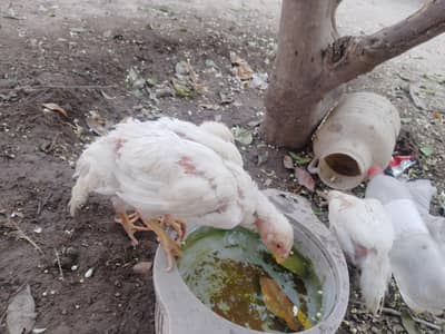 original Shamu aseel  mashallah active hai