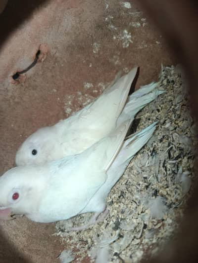 albino red eye male and black eye female