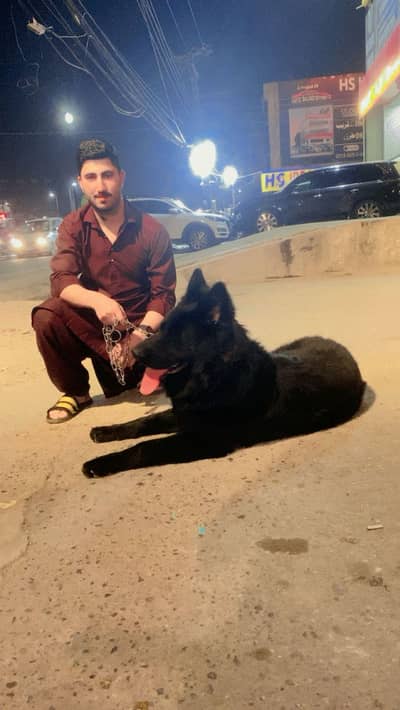 Simba the Black German shepherd only for stud
