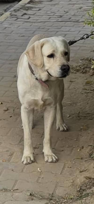 Labrador sale or exchange