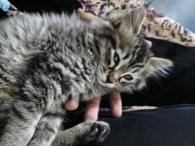 Persian kitten