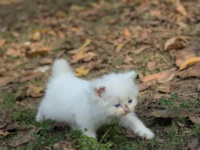 Persian kitten Triple Coated