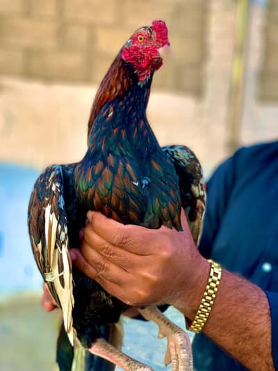 pure aseel home breed patha for sale