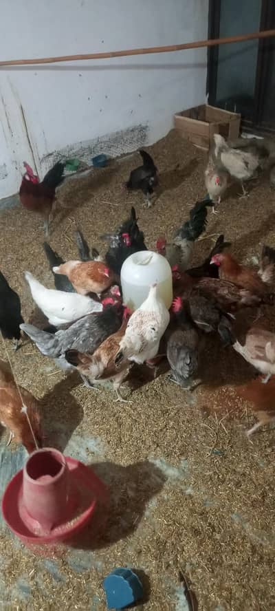 ghr ki Pali hoi desi murgia eggs dy rahi 03077027814