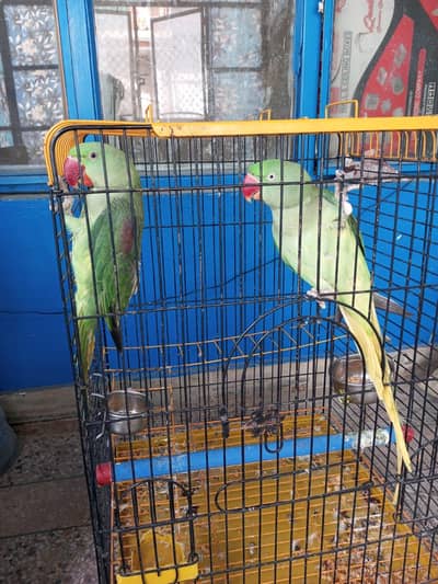 Raw parrot for sale