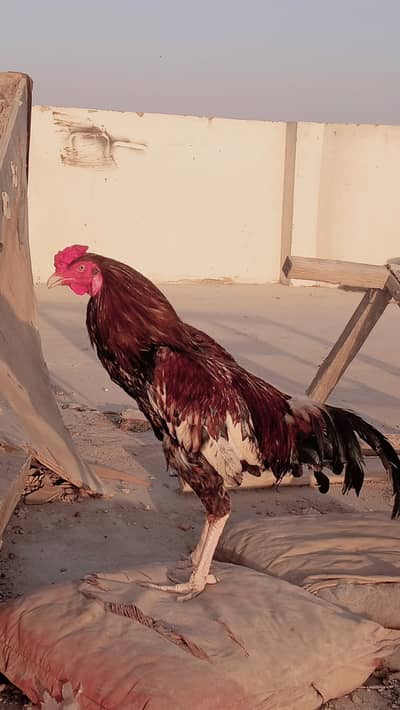 Aseel Jageeri For Sale