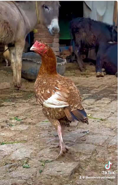 Rampuri X Peeli Maadi