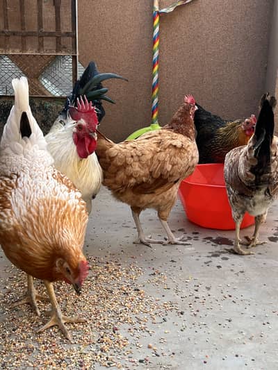 Golden misri all egg laying