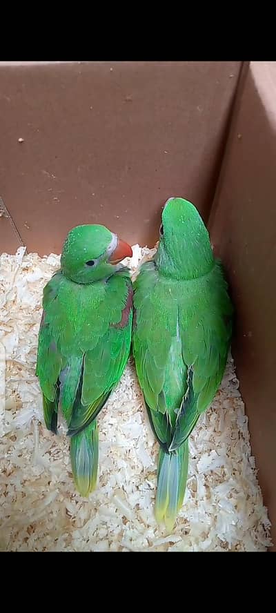 Chicks available for sale