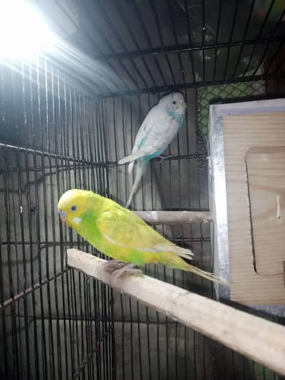 healthy and active budgies breeder pair Season is here!