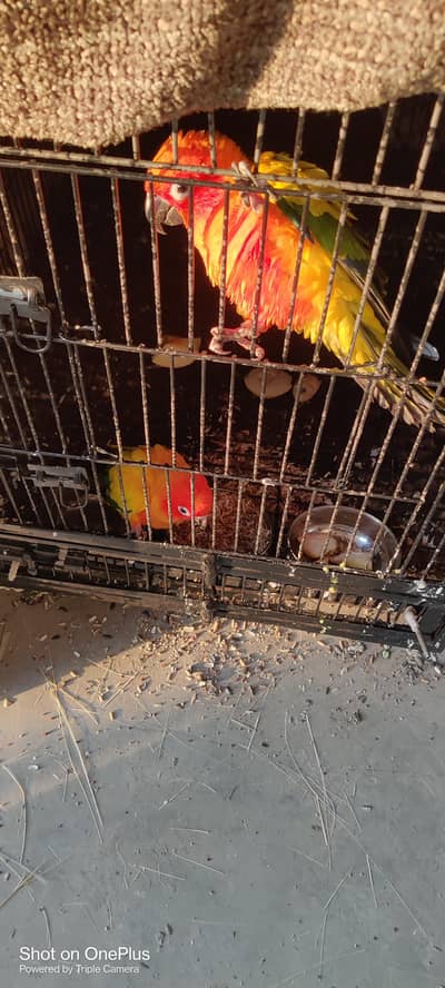 sun conure pair ready for breed with DNA reports