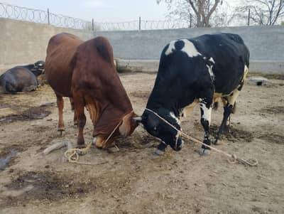 دو خوبصورت بچھڑے فار سیل