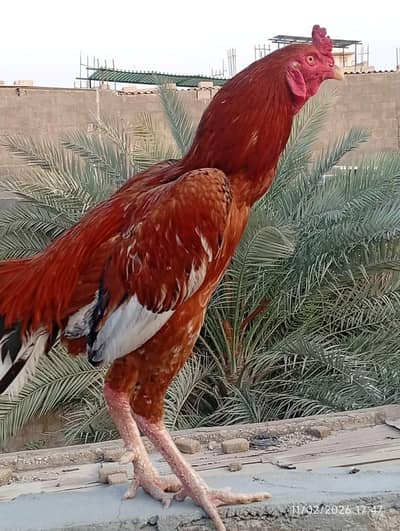 Fresh, Healthy & Active Heera Aseel