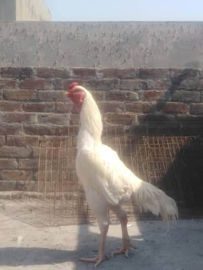 aseel shamoo pure 3 month reselabile price father Pic attached