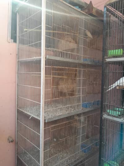 3 cages hain 8 khano ka pinjra bilkul saaf hain mazboot bany howy hain